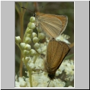 Hesperiidae sp - Dickkopffalter 01b.jpg